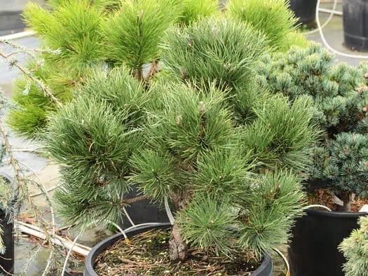 Juodoji pušis SYCOW